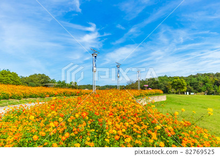 愛知世博紀念公園,盛開的木花大波斯菊<愛知縣長手市> 愛知世博紀念公園,盛開的木花大波斯菊<愛知縣長手市> 82769525