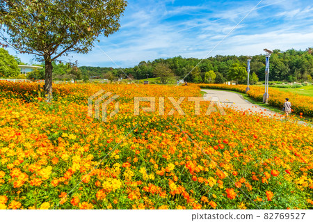 愛知世博紀念公園,盛開的木花大波斯菊<愛知縣長手市> 愛知世博紀念公園,盛開的木花大波斯菊<愛知縣長手市> 82769527