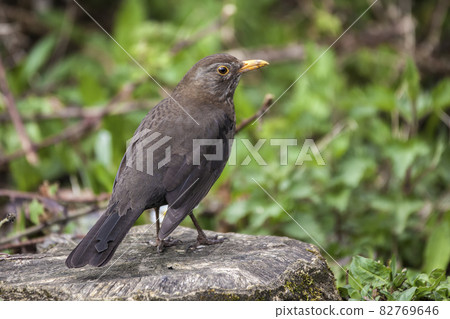 Blackbird (Turdus merula) female bird 82769646