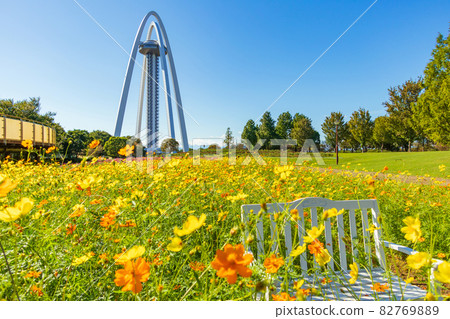 138 Tower Park, Cosmos in full bloom <Ichinomiya City, Aichi Prefecture> 138 Tower Park, Cosmos in full bloom <Ichinomiya City, Aichi Prefecture> 82769889