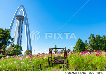 138 Tower Park 盛開的大波斯菊<愛知縣一宮市> 138 Tower Park 盛開的大波斯菊<愛知縣一宮市> 82769892