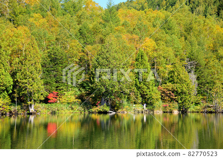 Shiga Kogen lakes and marshes greeted with autumn leaves Shiga Kogen lakes and marshes greeted with autumn leaves 82770523