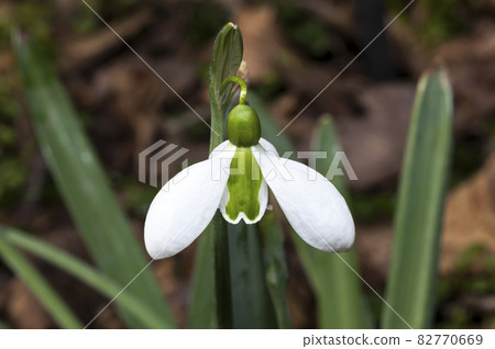 Galanthus x hybridus 'Merlin' (snowdrop) 82770669