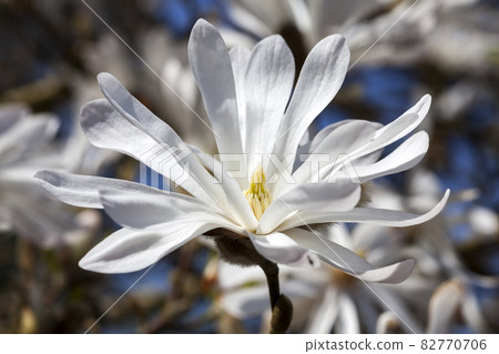 Magnolia Stellata 82770706