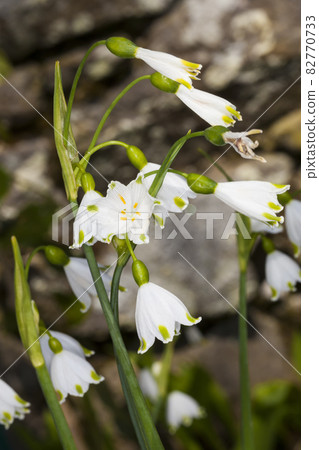 Leucojum aestivum 'Gravetye Giant' Leucojum aestivum 'Gravetye Giant' 82770733