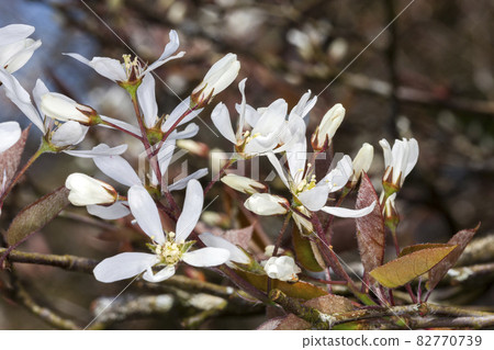 Amelanchier lamarckii Amelanchier lamarckii 82770739