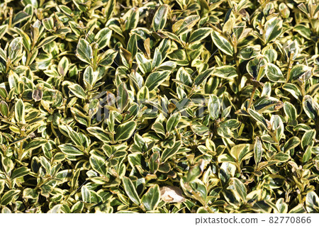 Buxus Sempervirens 'Marginata' 82770866