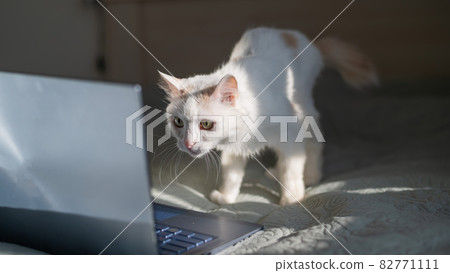 White cat sits at a laptop on the bed. 82771111