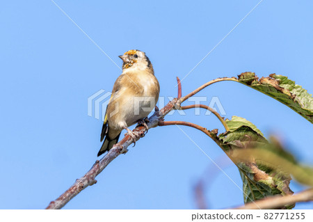 Goldfinch (Carduelis carduelis) bird Goldfinch (Carduelis carduelis) bird 82771255