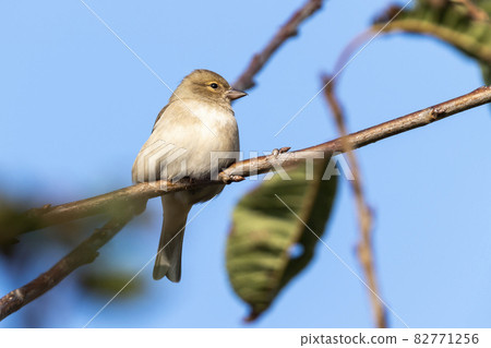 Hedge sparrow or Dunnock, (Prunella modularis) bird Hedge sparrow or Dunnock, (Prunella modularis) bird 82771256