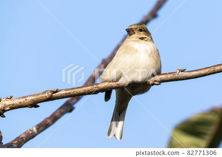 Hedge sparrow or Dunnock, (Prunella modularis) bird Hedge sparrow or Dunnock, (Prunella modularis) bird 82771306