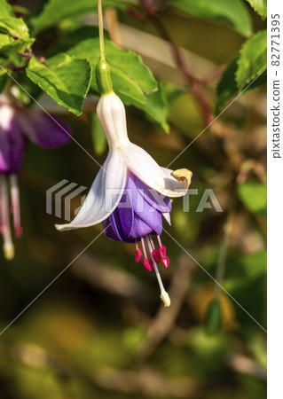 Fuchsia flower plant Fuchsia flower plant 82771395