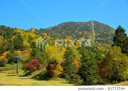 Autumn leaves of Shoga Takahara Yokote Autumn leaves of Shoga Takahara Yokote 82771594