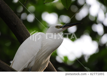 Little egret resting its wings in the shade of a tree 3 Little egret resting its wings in the shade of a tree 3 82771891