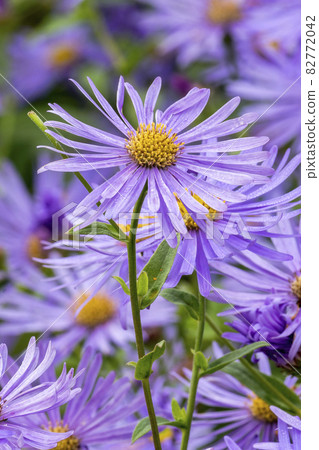 Aster x frikartii 'Monch' 82772042