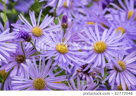 Aster x frikartii 'Monch' 82772046