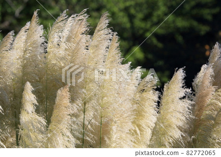 Pampas grass Western pampas grass Pampas grass Pampas grass Western pampas grass Pampas grass 82772065