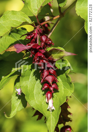 Leycesteria formosa Himalayan Honeysuckle Leycesteria formosa Himalayan Honeysuckle 82772128