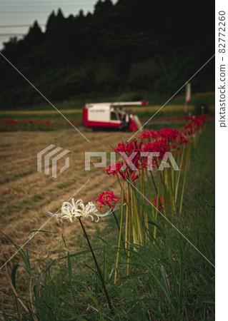 Rice harvesting and cluster amaryllis 2 82772260