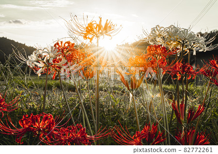 Sunset and amarish flag 82772261