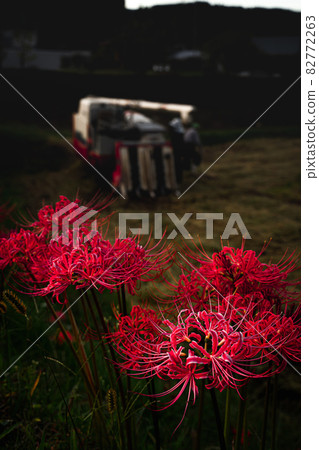 Rice harvesting and cluster amaryllis 3 82772263
