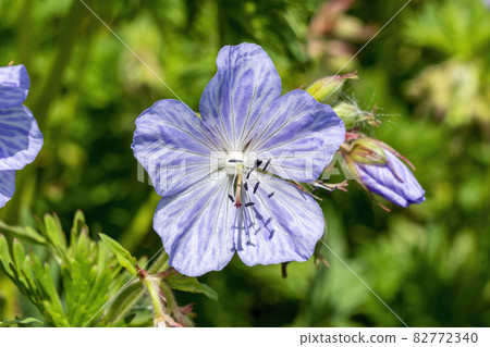 Geranium Pratense 'Mrs Kendall Clark' 82772340