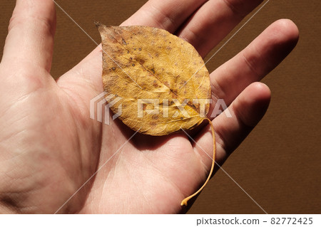 Yellow fallen leaf on the surface of the palm. Yellow fallen leaf on the surface of the palm. 82772425