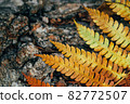 Yellow fern branch on a tree trunk. 82772507