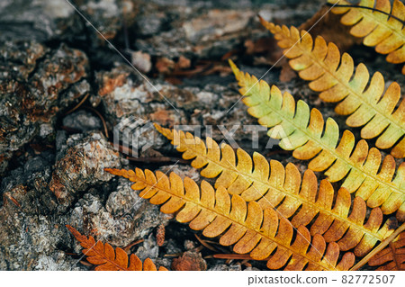 Yellow fern branch on a tree trunk. Yellow fern branch on a tree trunk. 82772507