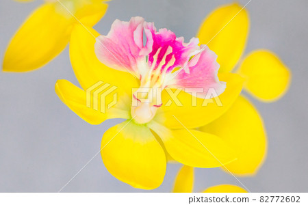 The expression of the yellow orchid is up. Enjoy the atmosphere with a gorgeous crown. 82772602