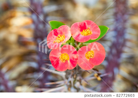 It is a small flower of a cactus. very cute. There is a long thorn on the back. It is a small flower of a cactus. very cute. There is a long thorn on the back. 82772603