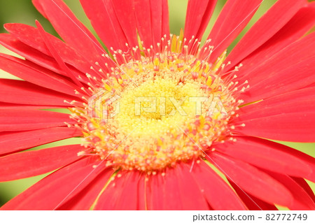 Flower photography in the botanical garden, with butterflies Flower photography in the botanical garden, with butterflies 82772749