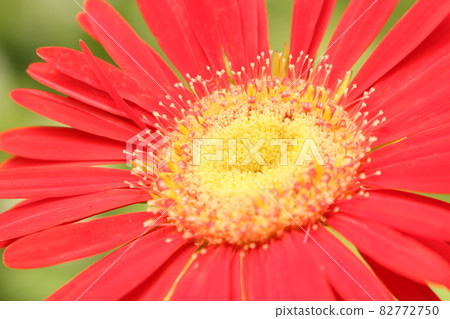 Flower photography in the botanical garden, with butterflies 82772750