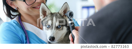 Veterinarian conducts physical examination of dog ear Veterinarian conducts physical examination of dog ear 82773163