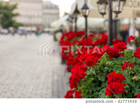 Beautiful red hybrid ivy-leaf geranium flowers Pelargonium peltatum on flowerbed. Terrace with flowers in pots, old town Beautiful red hybrid ivy-leaf geranium flowers Pelargonium peltatum on flowerbed. Terrace with flowers in pots, old town 82773439
