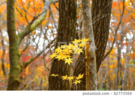 Hallasan, Maple, Gwaneumsa Course, Maple Leaf, Autumn, Landscape Hallasan, Maple, Gwaneumsa Course, Maple Leaf, Autumn, Landscape 82773569