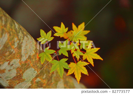 Hallasan, Maple, Gwaneumsa Course, Maple Leaf, Autumn, Landscape 82773577