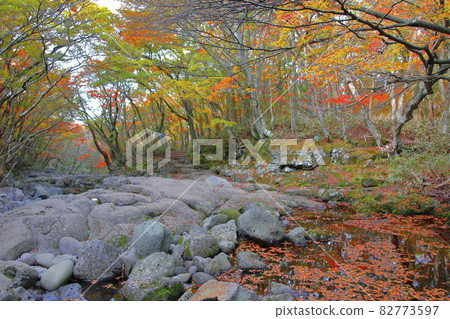 漢拏山、楓樹、觀音寺路線、楓葉、秋天、風景 漢拏山、楓樹、觀音寺路線、楓葉、秋天、風景 82773597