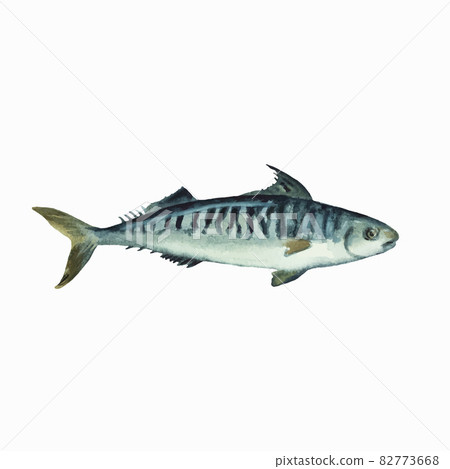 Mackerel isolated on white background. Clip art for design, menu and education material. Colorful realistic watercolor illustration. 82773668