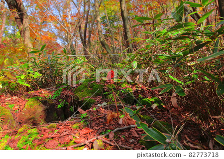 Hallasan Maple, Autumn, Gwaneumsa Course, Maple Tree, Fallen Leaves, Climbing, Walking, Health, Healing, Hallasan Maple, Autumn, Gwaneumsa Course, Maple Tree, Fallen Leaves, Climbing, Walking, Health, Healing, 82773718