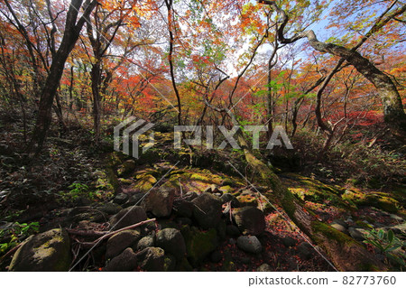 漢拏山楓樹，秋季，觀音寺路線，楓樹，落葉，登山，散步，健康，治愈， 82773760