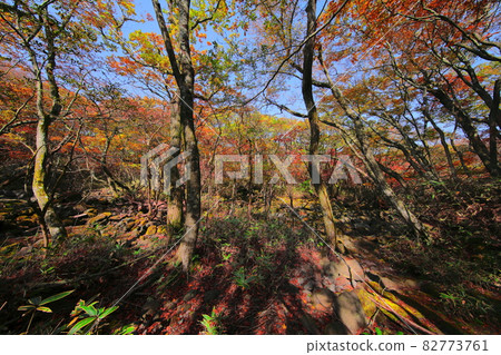 漢拏山楓樹,秋季,觀音寺路線,楓樹,落葉,登山,散步,健康,治愈, 漢拏山楓樹,秋季,觀音寺路線,楓樹,落葉,登山,散步,健康,治愈, 82773761