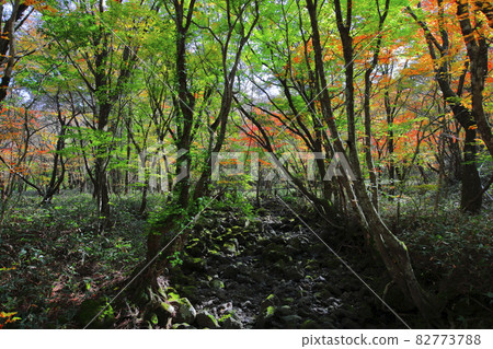 Hallasan Maple, Autumn, Gwaneumsa Course, Maple Tree, Fallen Leaves, Climbing, Walking, Health, Healing, Hallasan Maple, Autumn, Gwaneumsa Course, Maple Tree, Fallen Leaves, Climbing, Walking, Health, Healing, 82773788