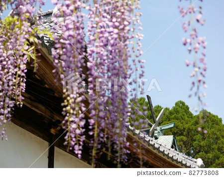 春天的山田日吉神社(熊本縣玉名市) 春天的山田日吉神社(熊本縣玉名市) 82773808