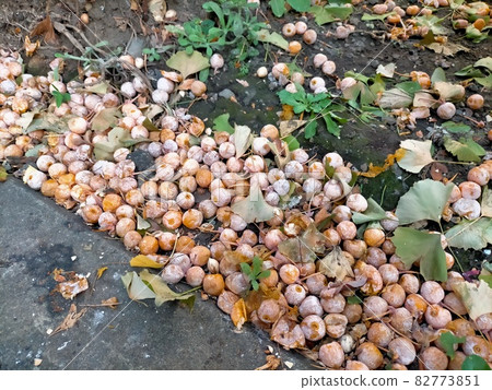 Ginkgo nuts Ginkgo nuts 82773851