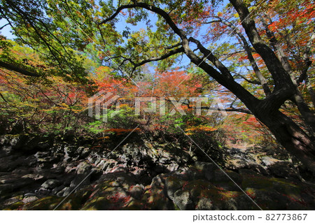 漢拏山, 楓葉, 秋天, 落葉, 楓葉, 葉子, 自然, 風景, 秋季風景, 風景, 漢拏山, 楓葉, 秋天, 落葉, 楓葉, 葉子, 自然, 風景, 秋季風景, 風景, 82773867