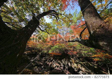 Hallasan, Maple, Autumn, Fallen Leaves, Maple Leaf, Leaf, Nature, Landscape, Autumn Landscape, Landscape, 82773873