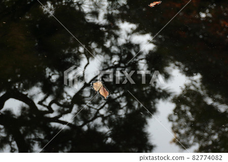 Pond water that reflects landscapes, gardens, and landscapes Pond water that reflects landscapes, gardens, and landscapes 82774082