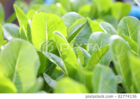 Organic flowering cabbage green leaves close up 82774136