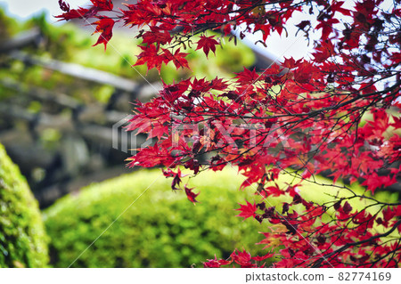 Photographing the autumn leaves of Yoshiminedera, Nishikyo-ku, Kyoto Photographing the autumn leaves of Yoshiminedera, Nishikyo-ku, Kyoto 82774169